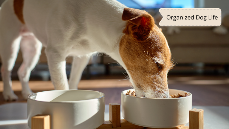 daily dog care checklist