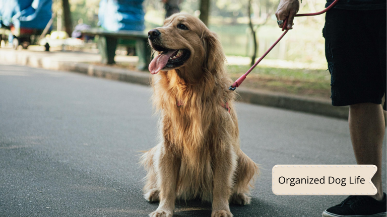 Dog Boarding Checklist