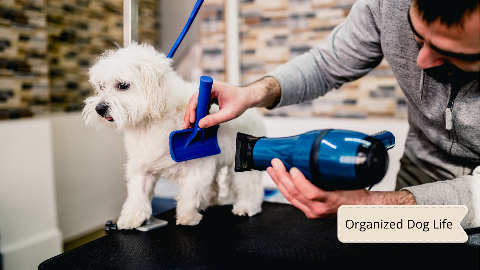 Dog Grooming Record Sheet