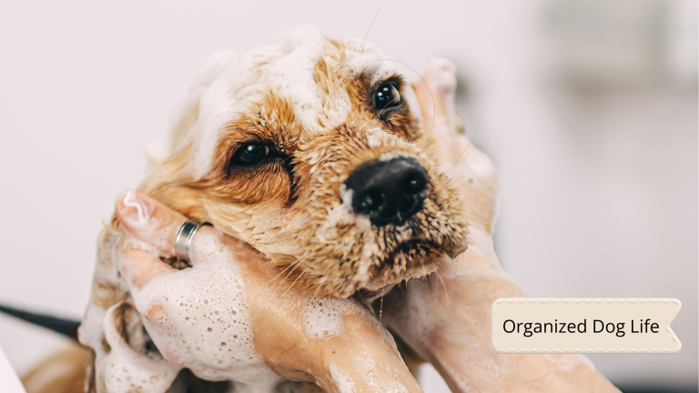 Dog Home Grooming Checklist