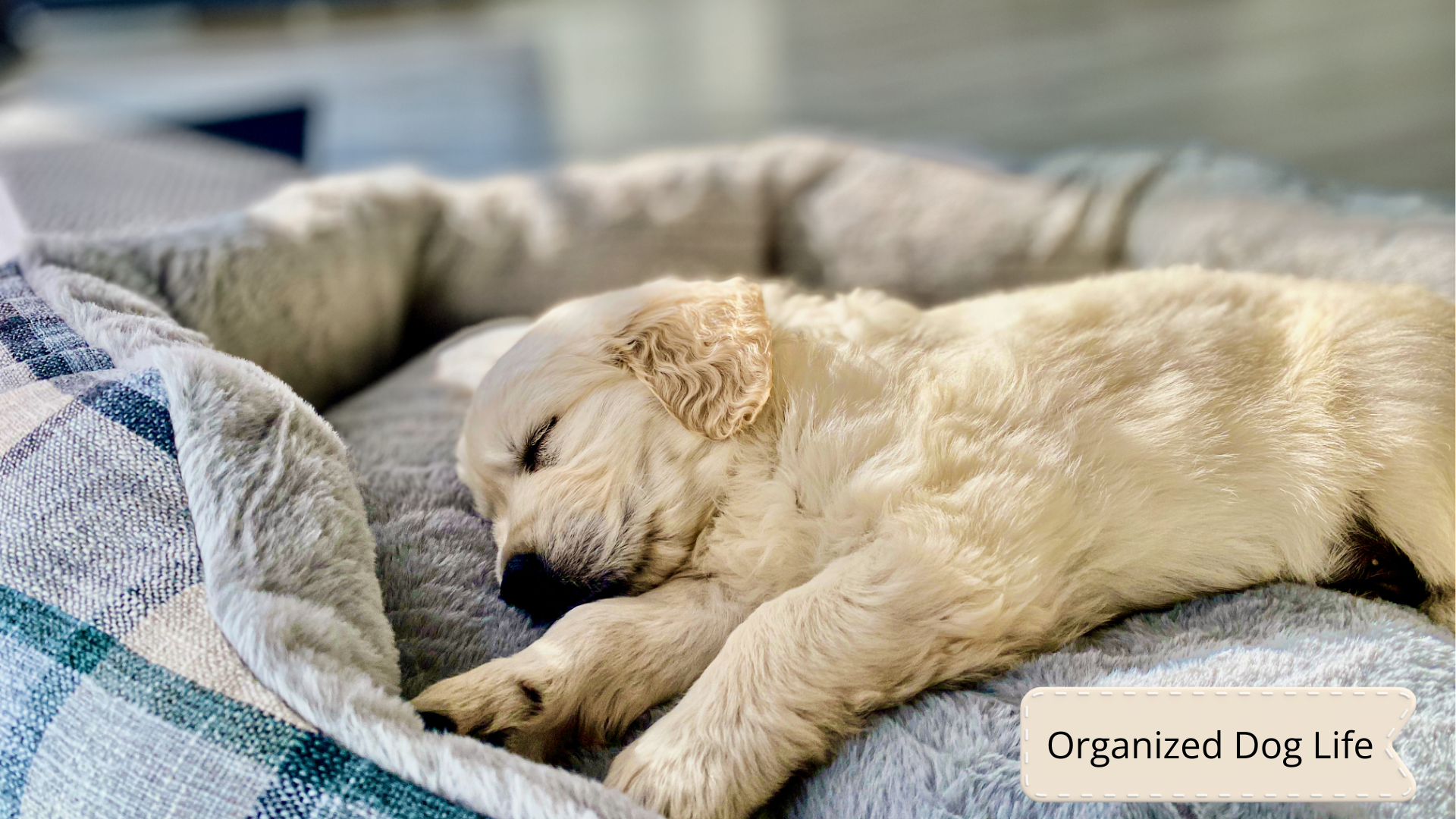 Puppy Monthly Care Checklist