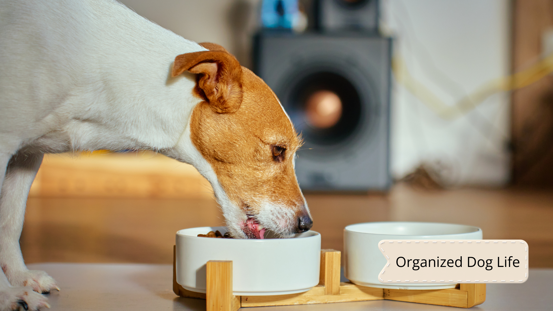 Dog Expenses Tracker