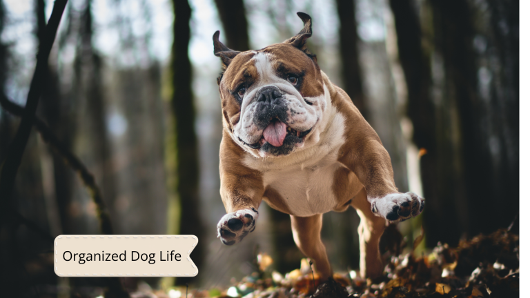 dog insurance claim log