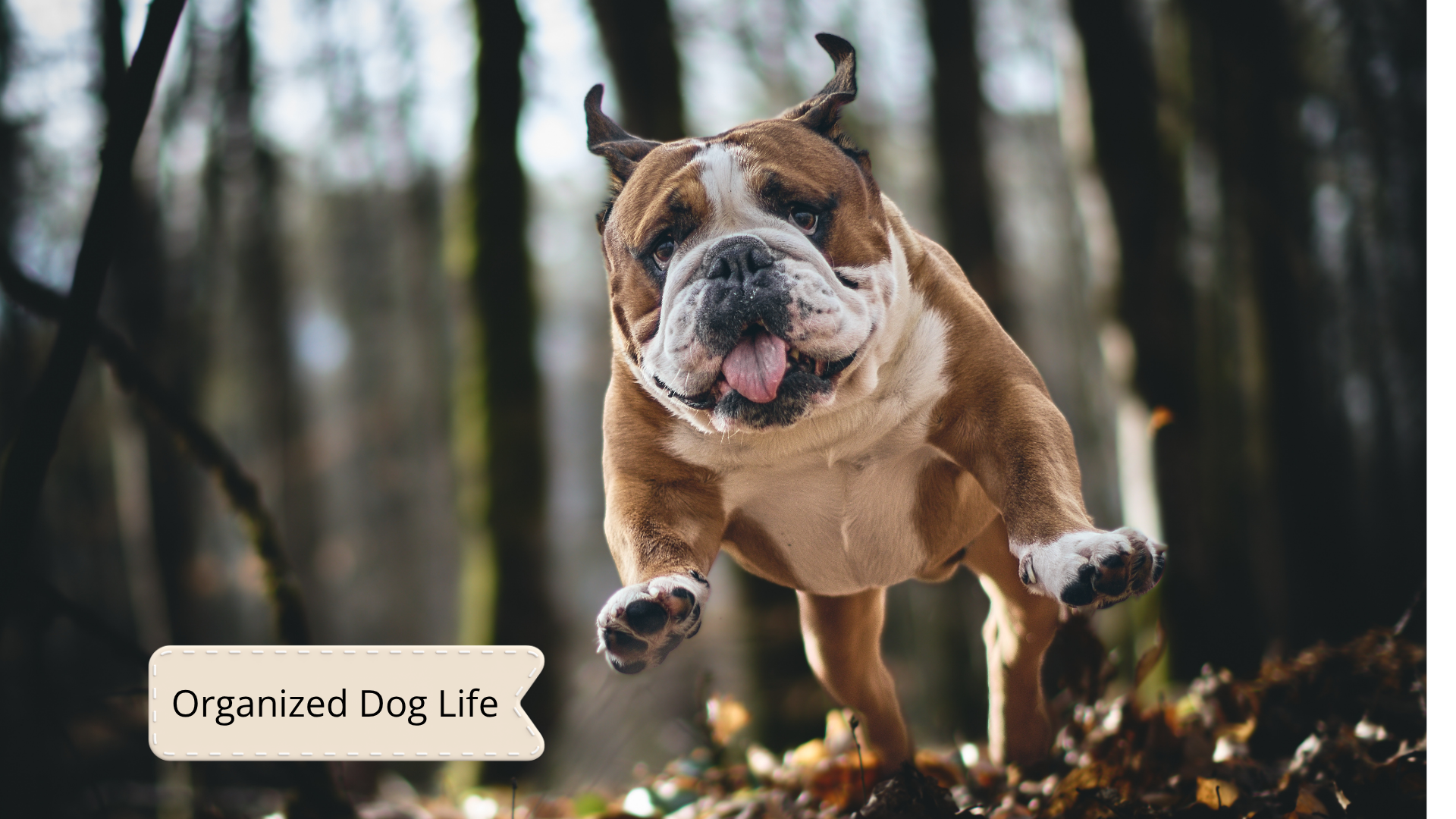 dog insurance claim log