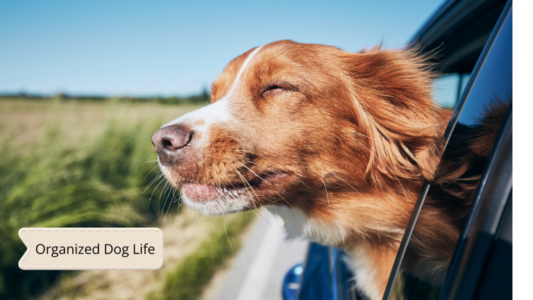 Dog Road Road Trip Essentials