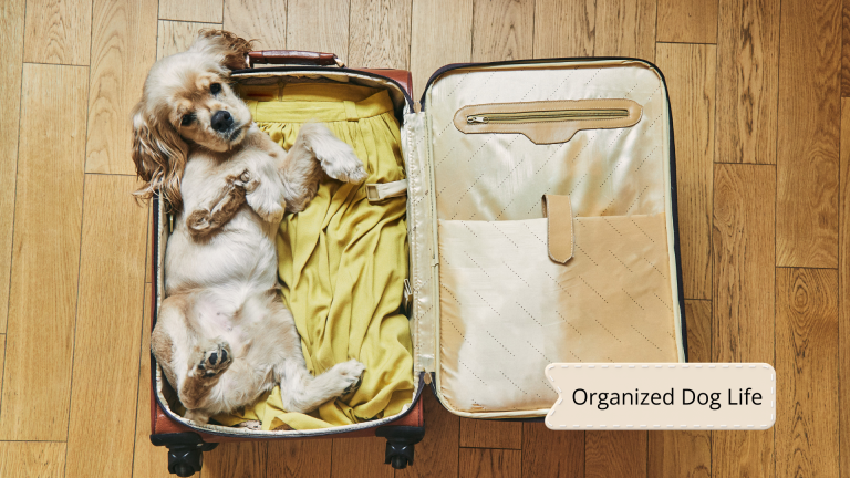 Dog Travel Checklist