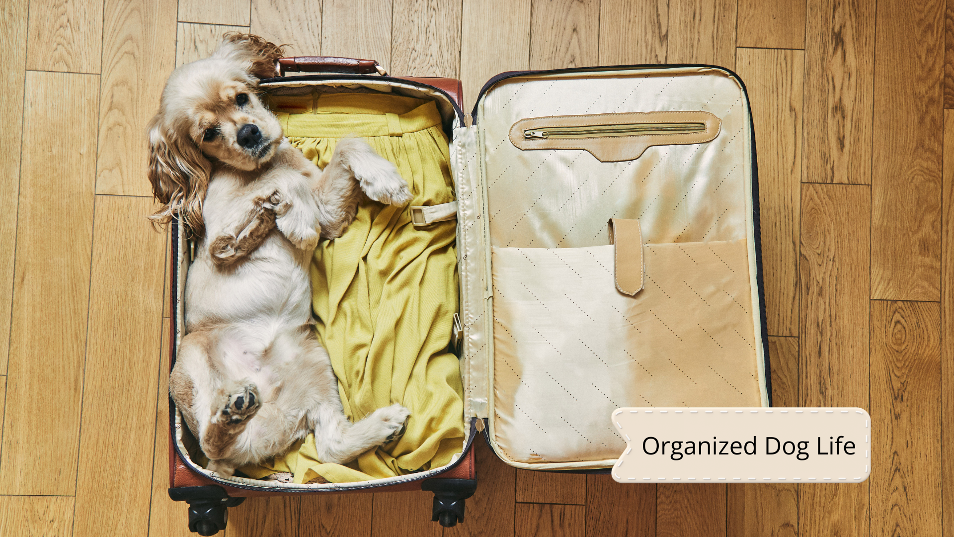Dog Travel Checklist