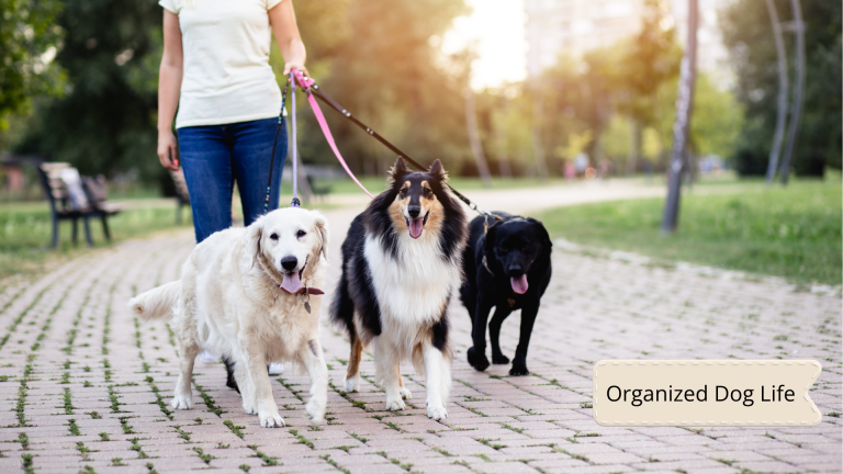 Dog Walker Checklist