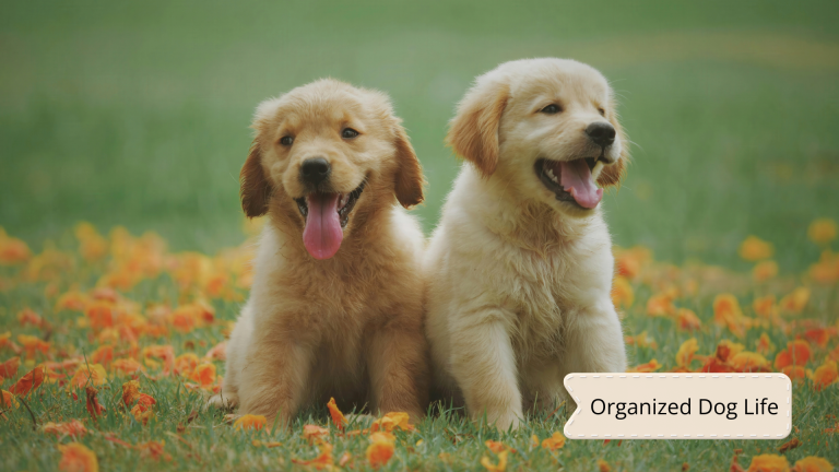 Puppy Boarding Checklist