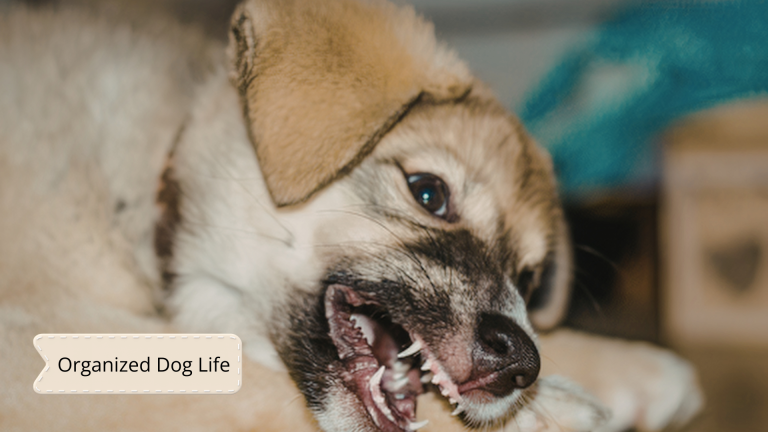 Puppy Dental Record Sheet