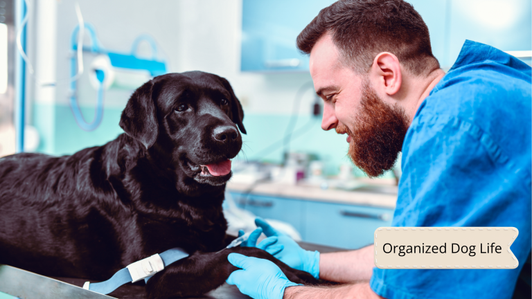 dog insurance log template