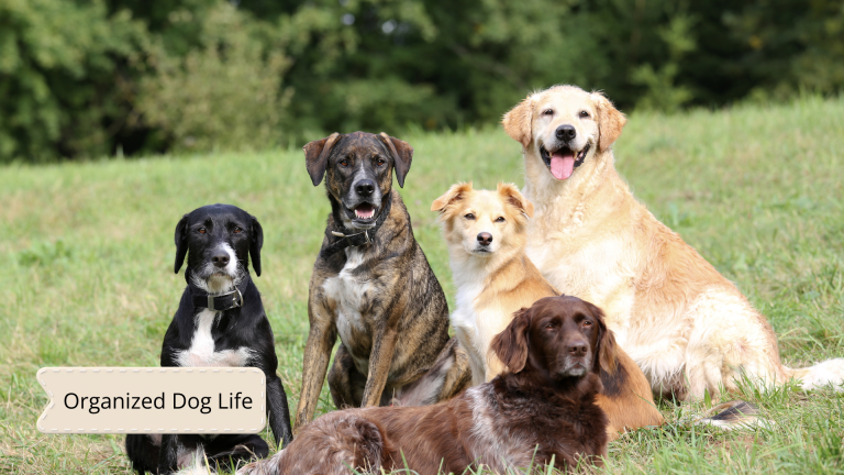 Keeping Track of Multiple Dogs