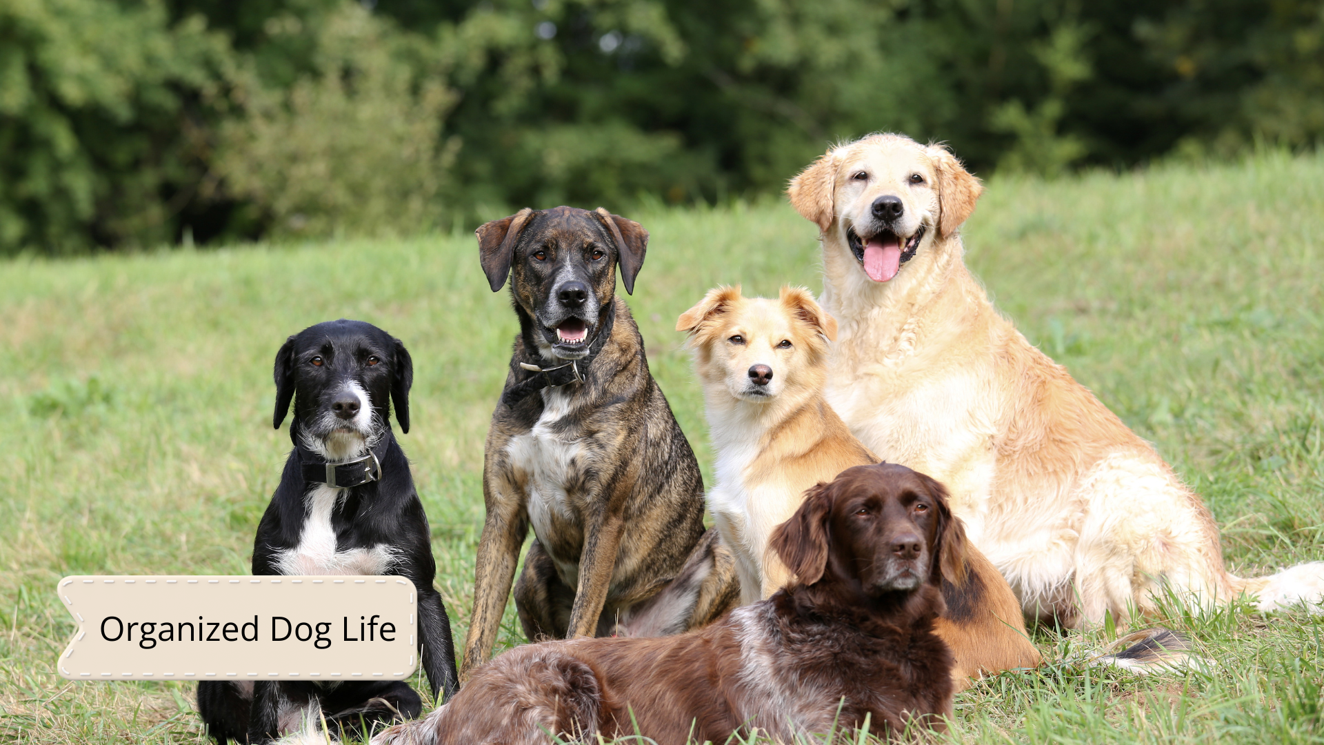 Keeping Track of Multiple Dogs