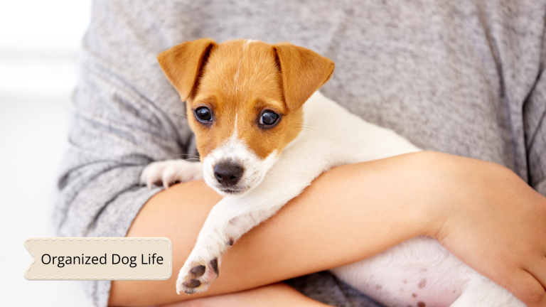 Bringing a Puppy Home Checklist