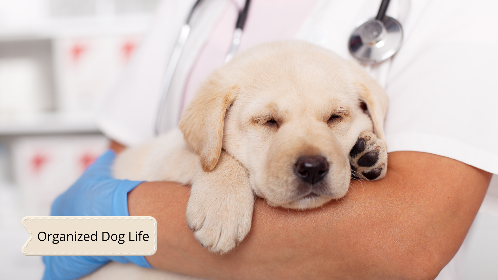 Puppy Spay Neuter Record Template