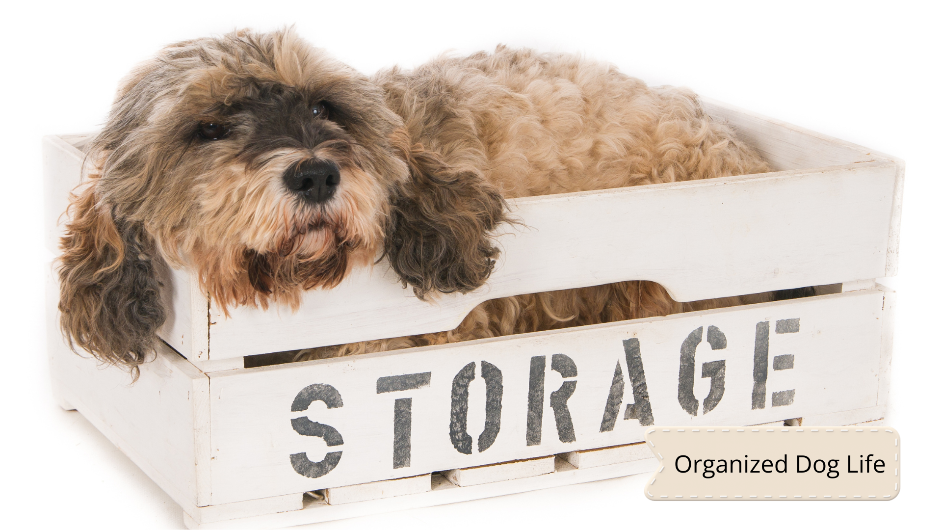 Set up Dog Storage Hub